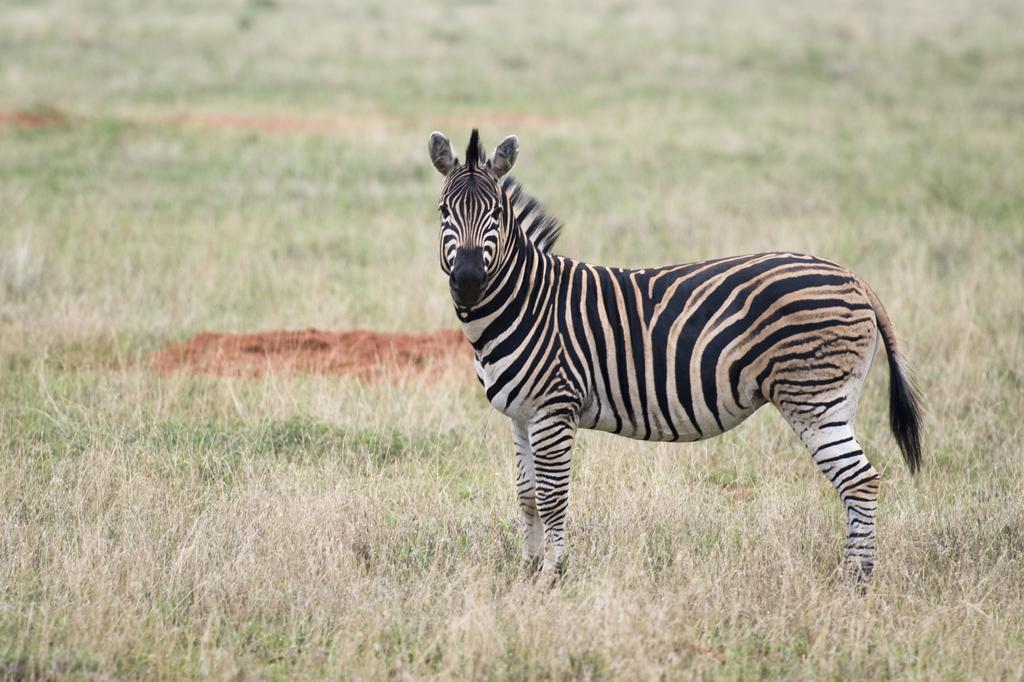 فيلا Boschfontein Guest Farm ثابازيمبي المظهر الخارجي الصورة