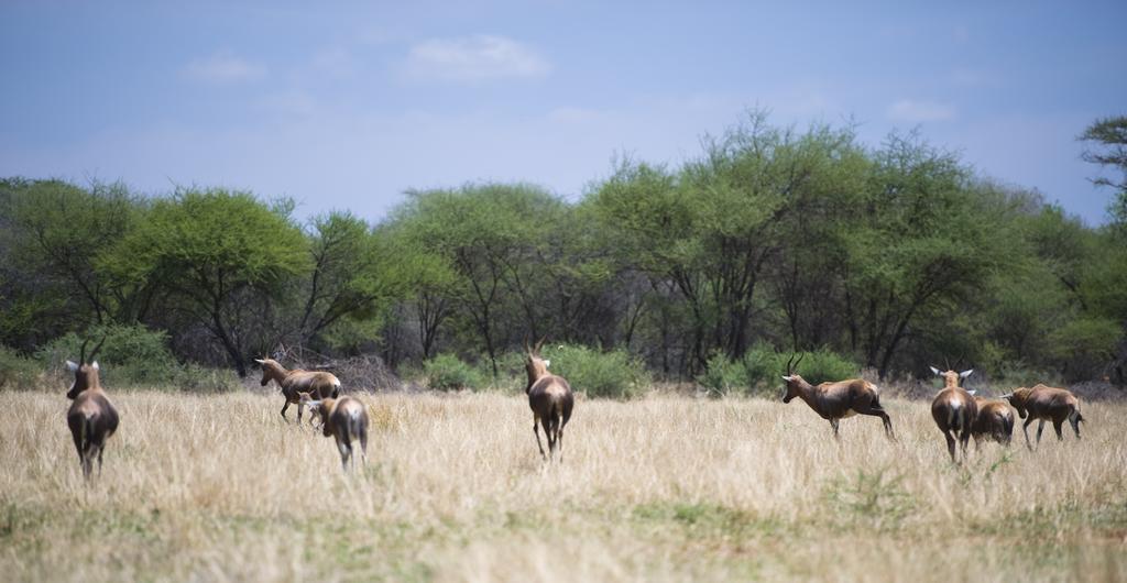 فيلا Boschfontein Guest Farm ثابازيمبي المظهر الخارجي الصورة